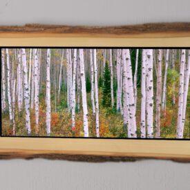 24 inch Colorado Photo Plaque - Aspen Trees
