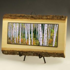 12 inch aspen forest on live edge wood