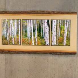 Aspen Forest 24 inch