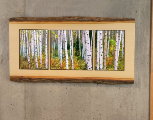 Aspen Forest 24 inch